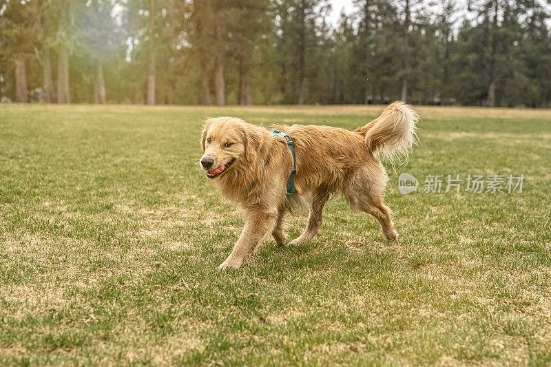 训练有素的金毛寻回犬，嘴里叼着球玩接东西