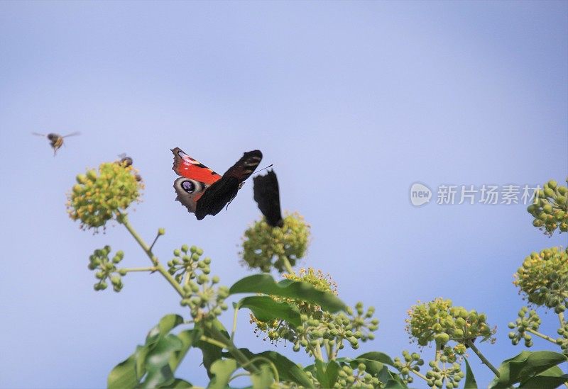 蝴蝶在花园里