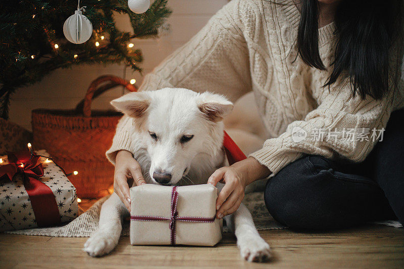 时髦的女人和可爱的狗在有灯的圣诞树下拿着圣诞礼物。可爱的狗带着包裹的礼物坐在主人在喜庆的斯堪的纳维亚房间。宠物与寒假