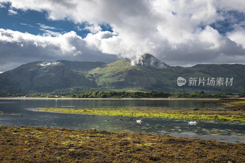 在苏格兰格伦科的布里，天鹅在林河湖游泳，低云飘过一座山。