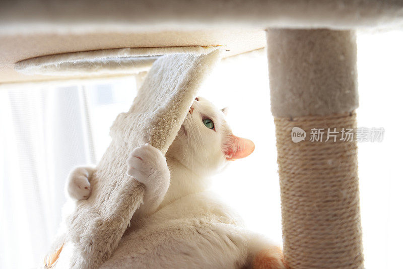 小白猫在猫塔玩