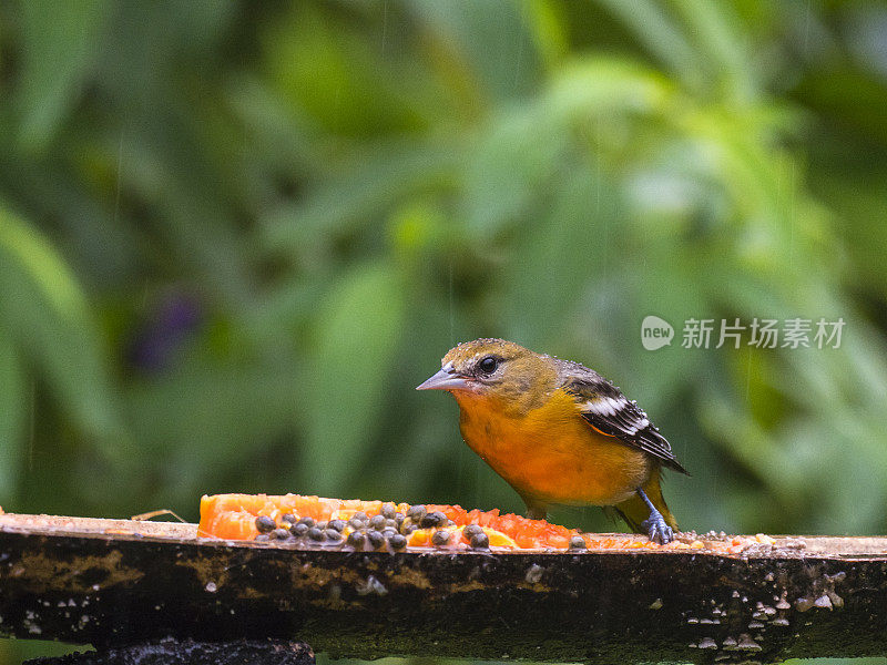 哥斯达黎加热带雨林中的布洛克黄鹂