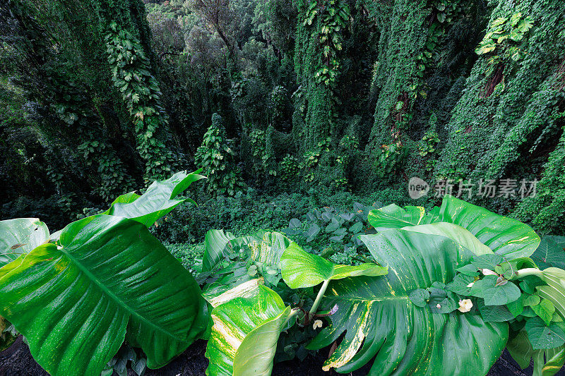 夏威夷的瓦胡岛丛林