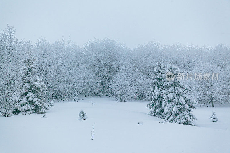 冬天的风景在雾与雪和树枝覆盖着白霜和冰冻的雪。高质量的照片