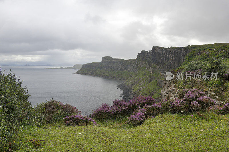 在苏格兰的斯凯岛，靠近基尔特岩的高岩石悬崖上的石南和草。