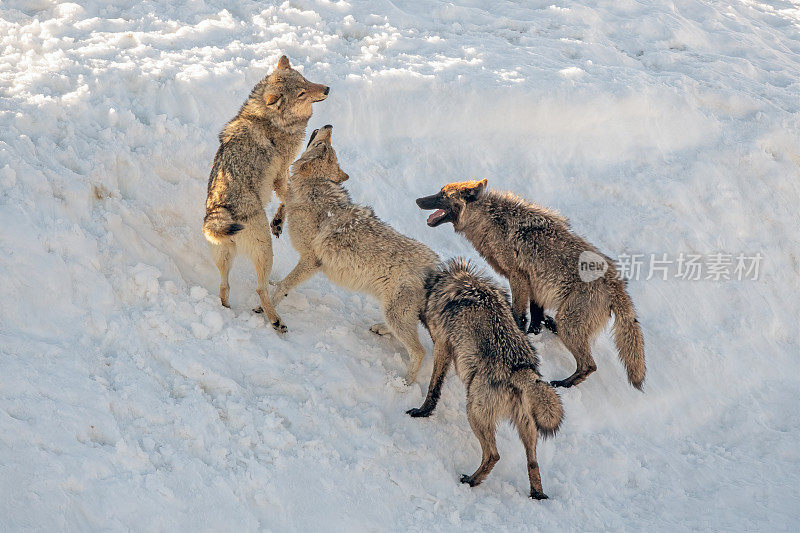 同一狼群的四只狼在玩耍或打架