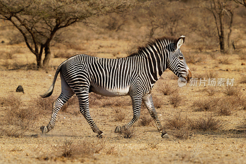 格莱维斑马格莱维斑马也是皇家斑马，现存最大的野生马科动物，三种中最受威胁的，发现于肯尼亚和埃塞俄比亚，高大，大耳朵，条纹较窄。