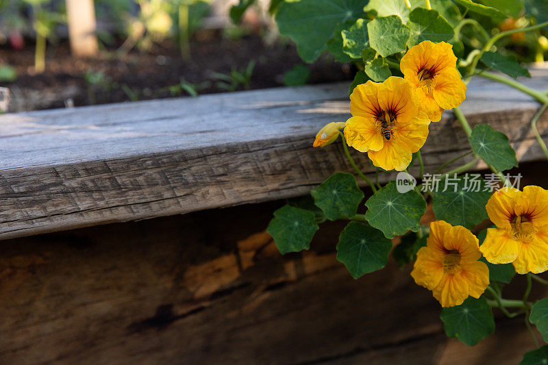 蜜蜂围着一朵黄色的花嗡嗡叫