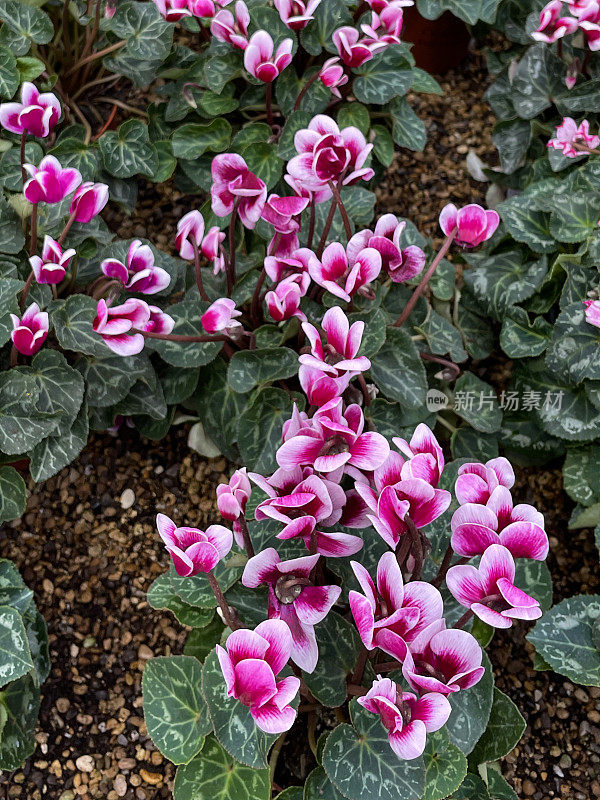 全帧图像的常青藤仙客来(仙客来hederifolium)，明亮的粉红色花与绿色的心形叶背景，升高的视野