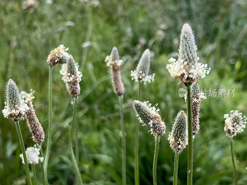 开花车前草