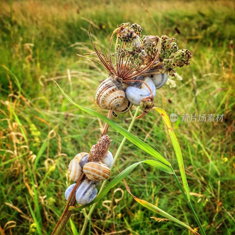 沼泽草上的一串蜗牛