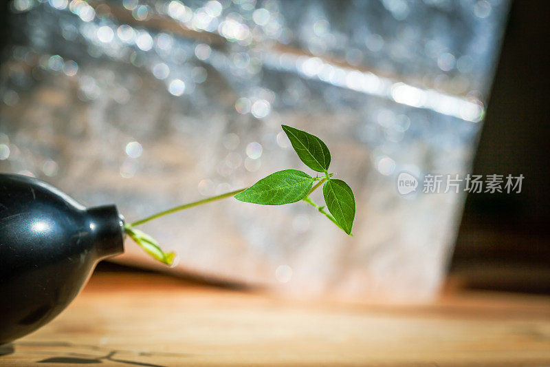 窗台上有绿色的观赏植物