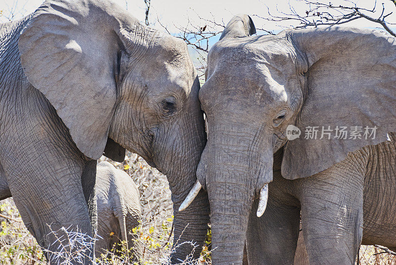 非洲象群，Loxodonta，在非洲风景中