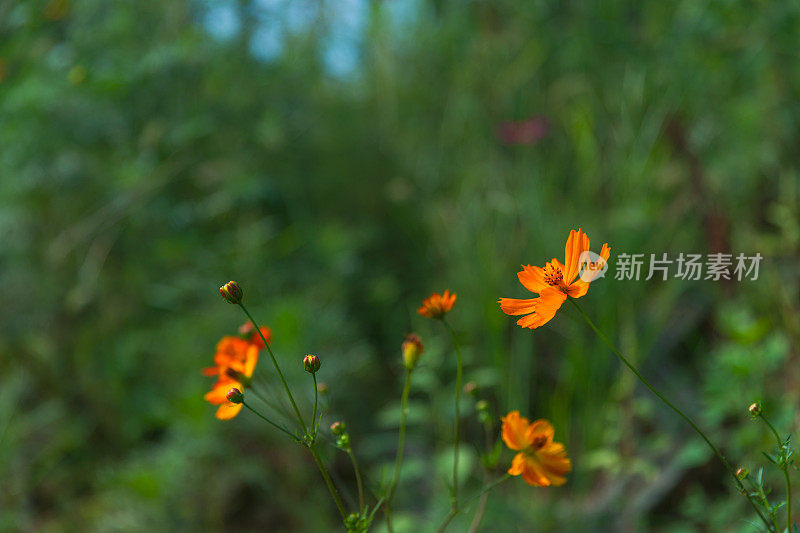 春天的花园里百花盛开。天然植物的背景。