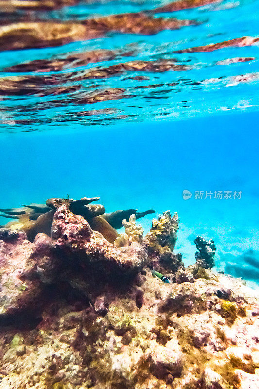 充满活力的水下珊瑚和蓝绿色海洋中的海洋生物，海底的海洋生物