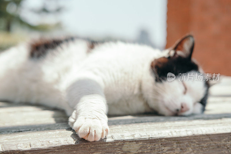 一只黑白相间的猫在公园的桌子上酣睡