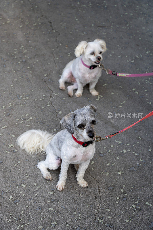 两只毛茸茸的小猎犬在人行道上等待主人