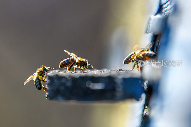 蜜蜂正钻进蜂巢的小洞里