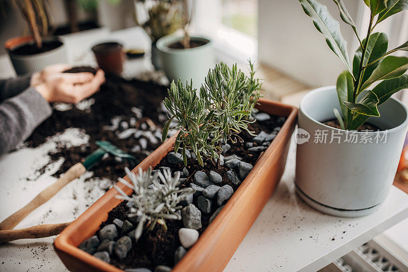 一个男人在家里种植室内植物的特写