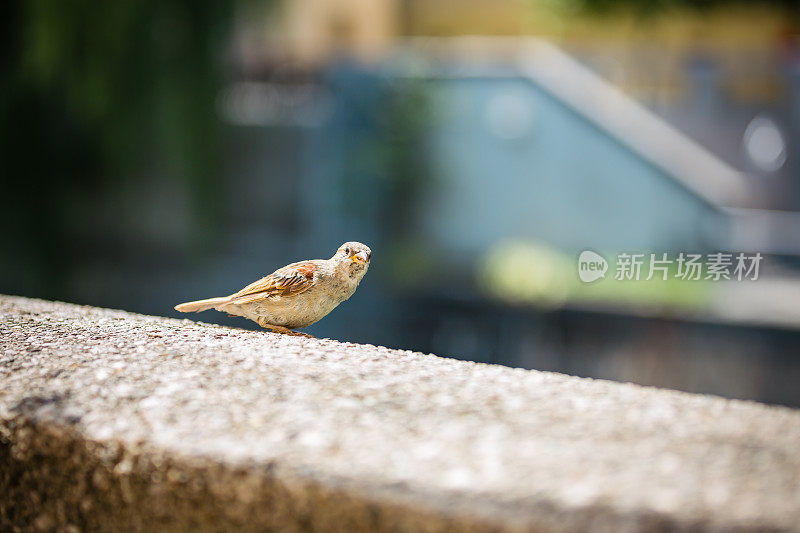 混凝土栅栏上的麻雀