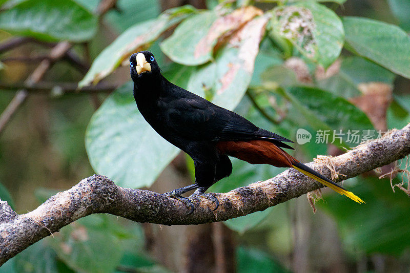 冠毛犬Oropendola