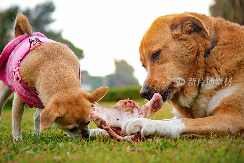 金毛寻回犬和另一只狗分享他的骨头