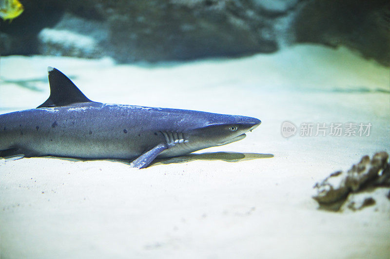 鲨鱼在水族馆