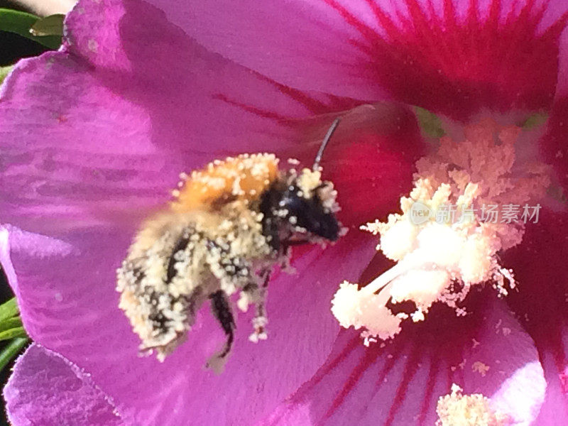 蜜蜂充满花粉