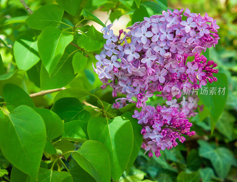 紫丁香花的时间