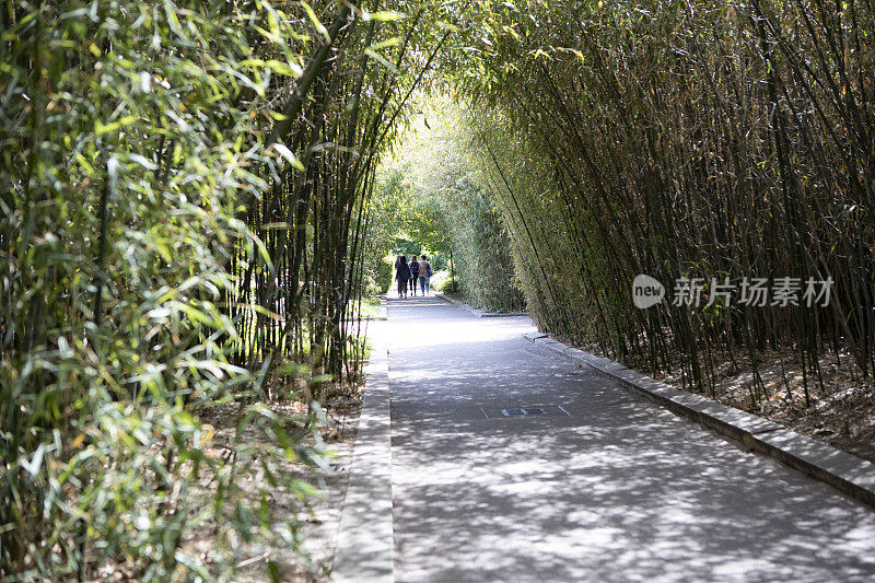 穿过海滨大道Plantée的人行道两旁绿树成荫