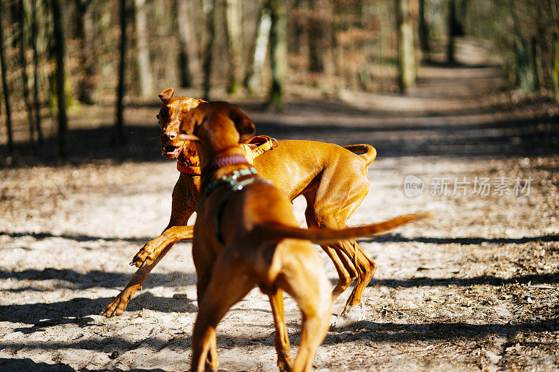 两只维兹拉狗在森林里玩耍、乱跑
