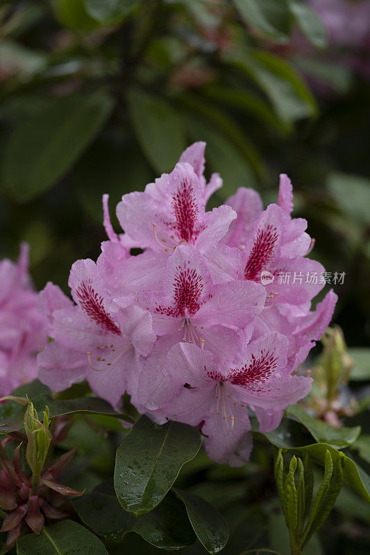 春末夏初雨后开花的彩色杜鹃花