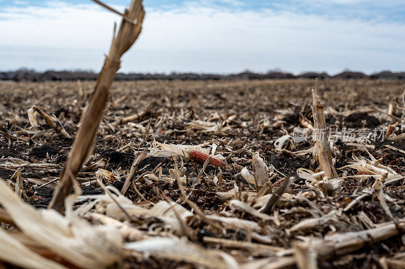 收割后的玉米田，秸秆撒在切碎的土壤上。