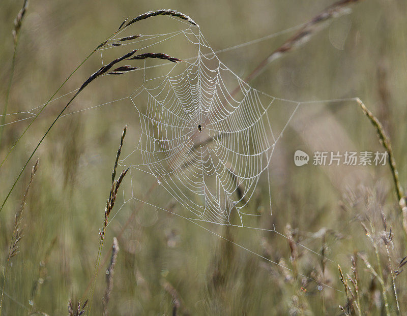 蜘蛛在晨露中结网