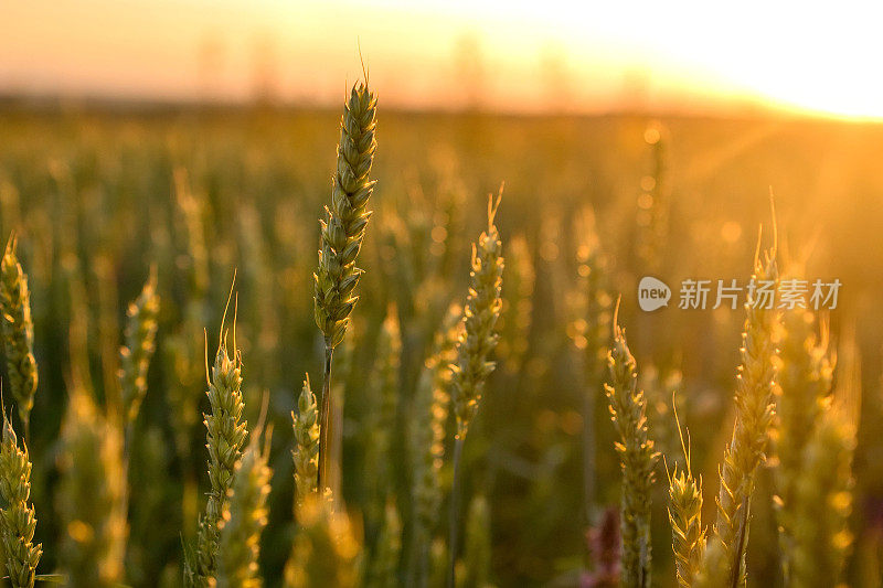 日落时生长在田野上的小麦小穗。带绿叶的小穗夏天晚上成熟的农田。柔和的阳光照在新鲜的谷物叶子上。农业的概念。