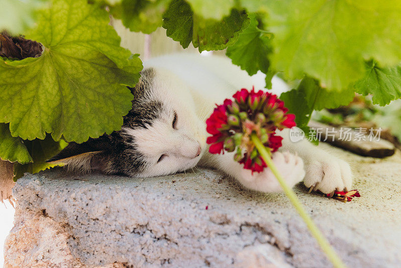 可爱的黄眼睛猫放松在绿色的开花花园