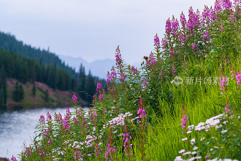 风景优美的杂草草地与戈尔山脉韦尔的观点