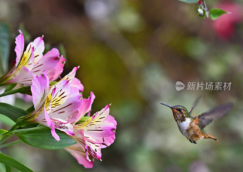 雌性闪闪发光的蜂鸟靠近一朵花