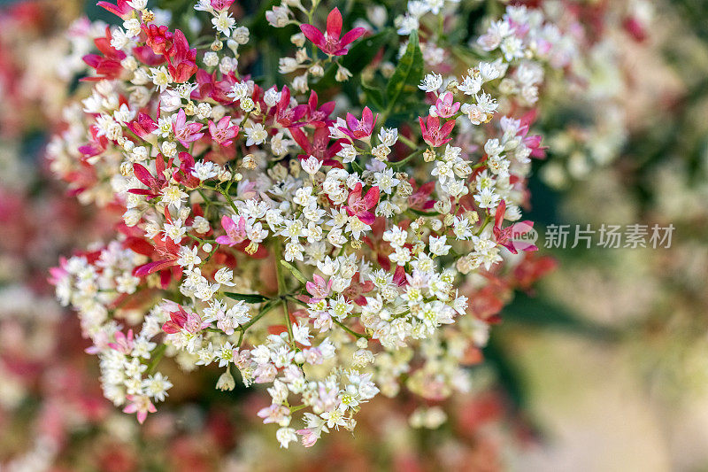 美丽的新南威尔士州开花的圣诞灌木-龙舌兰，背景与复制空间