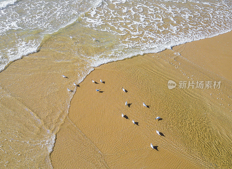 沙滩上的鸟儿