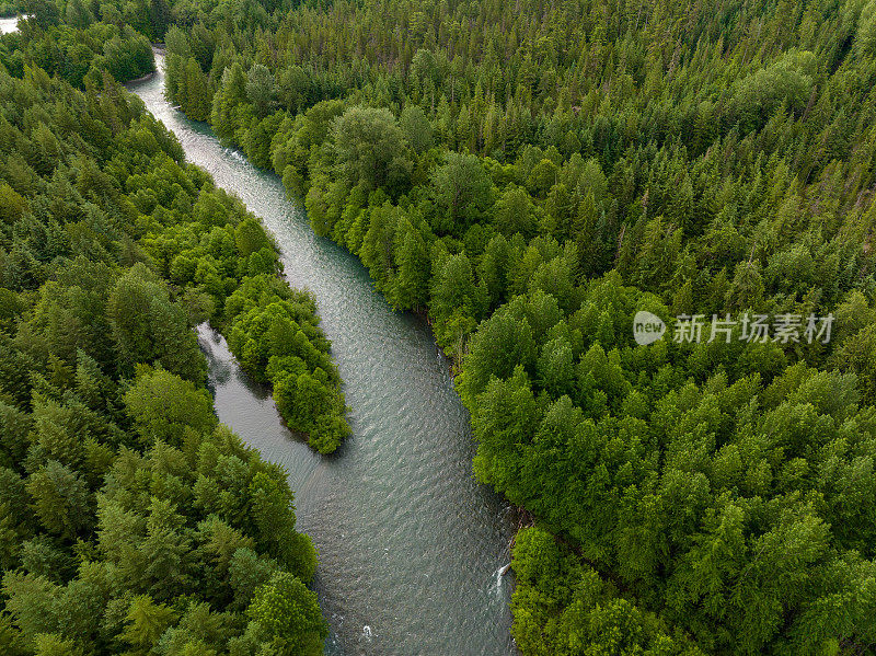 无人机拍摄的一条流经温带雨林的河流