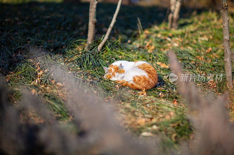 睡在草地上的猫