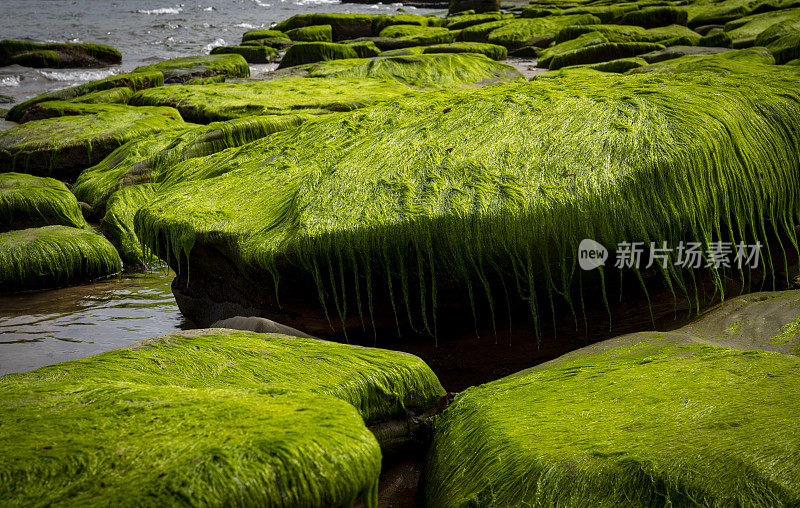 惠特利湾岩层