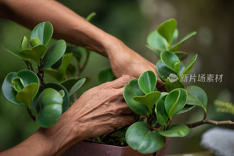 在盆栽植物上做园艺工作的女性的手