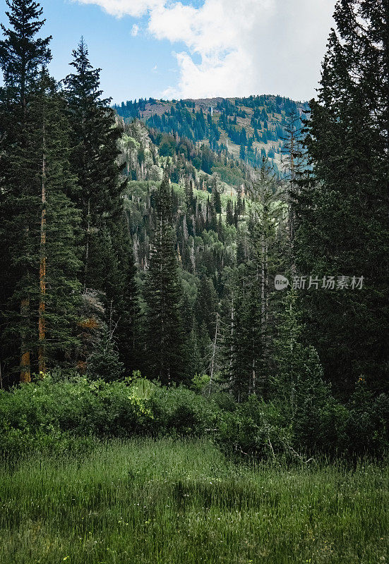 犹他州山，康尼菲尔。