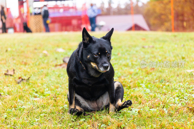 有趣的狗喜欢在公共狗公园的草地上挠屁股