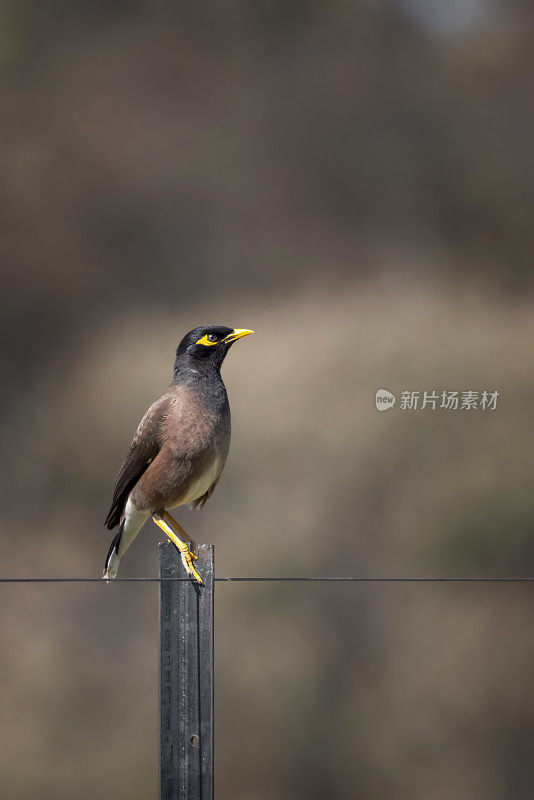 印度米娜鸟