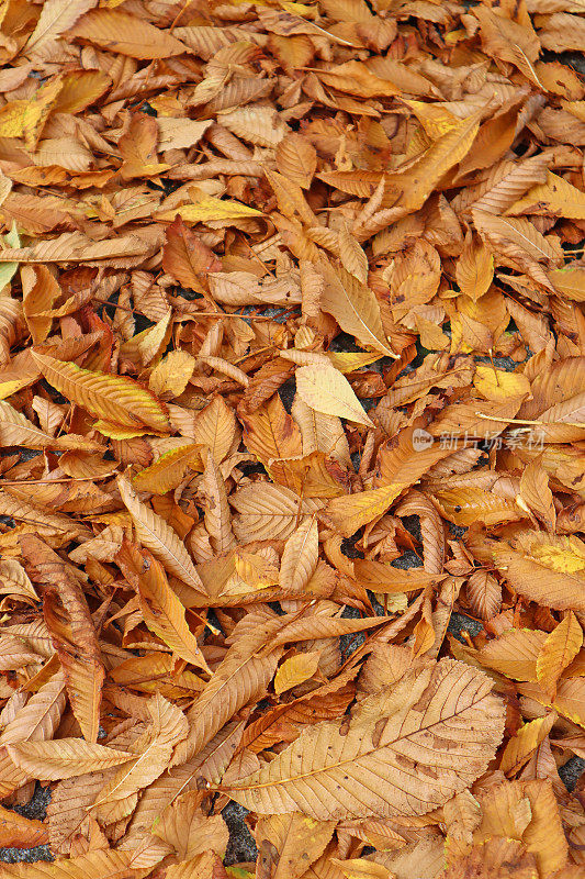 落叶在树林里秋天的时候