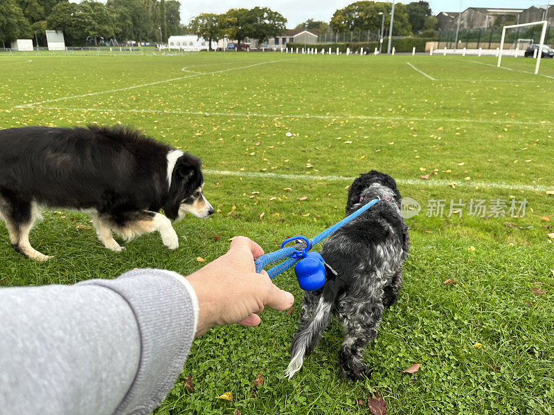 两只狗在公园里玩耍