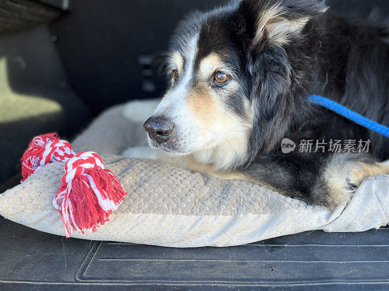 边境牧羊犬坐在汽车敞开的后备箱里